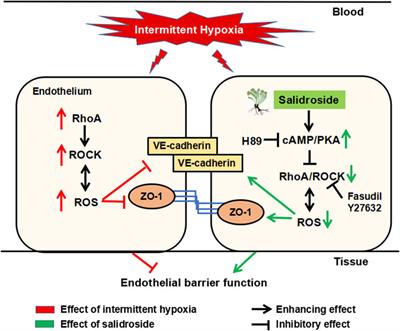 Salidroside Ameliorated Intermittent Hypoxia-Aggravated Endothelial Barrier Disruption and Atherosclerosis via the cAMP/PKA/RhoA Signaling Pathway